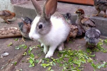 Cute bunny made a friendship with chicks