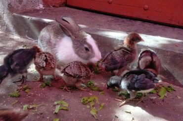 cute bunny made a friendship with chicks