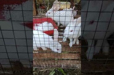 😂Funny kid talking and feeding rabbits, cute baby rabbits