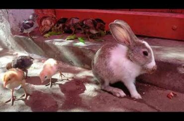 Cute bunny and chicks eating together