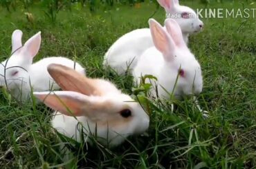 Rabbit babbies