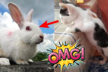 Funny and Cute Baby Bunny Rabbit Videos ! Part-45 ! Animals World