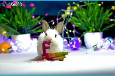 Beautiful Baby Rabbit Picky Eating Dragon fruit ASMR Very Delicious Letter F