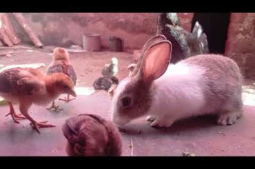 Cute bunny made a friendship with chicks