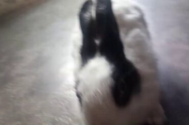 The cute rabbit