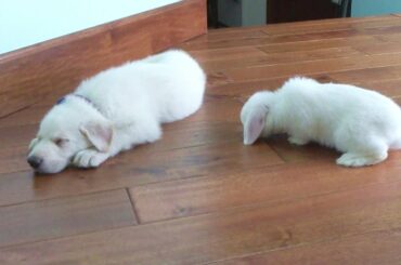 Cute Bunny Meets New Puppy