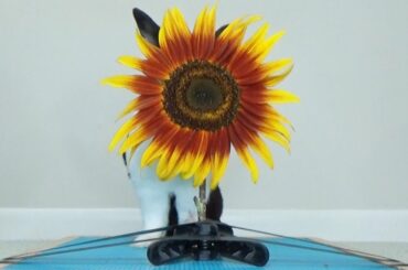 How fast can a rabbit DESTROY a sunflower?