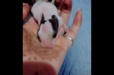 Cute Baby Rabbit 🐇