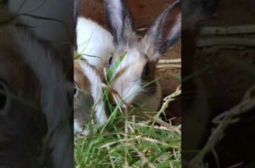 Funny baby Bunny Rabbit Videos Compilation _Cute Rabbits
