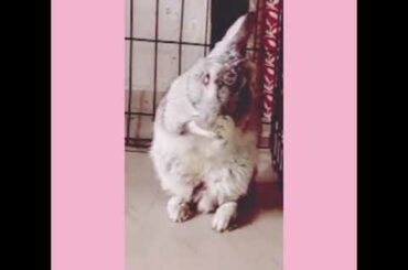 Cute Rabbit