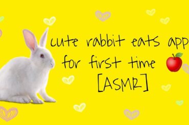 Rabbit eating apple for first time! (ASMR)||Oscar the cute bunny||