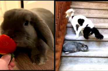 Cute Rabbits-Funny Baby Bunny Videos #5 تجميعة لقطات مضحكة للارانب  /online zoo