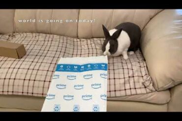 Cute bunny rabbit vs Amazon packages