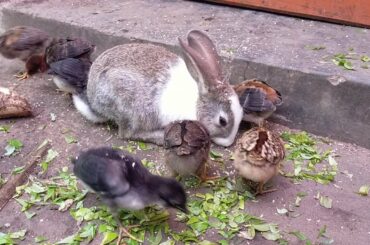 bunny made a friendship with chicks