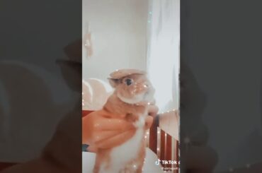 Look  at  this cute  bunny!🥺💞hes cute! U NEED TO SEE this !🥺💞love ya guys!🥺💞