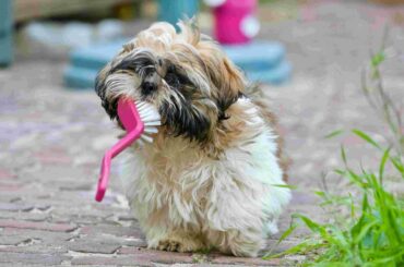 cute little puppies and babies