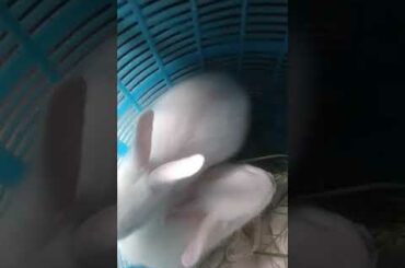 Quite baby rabbit