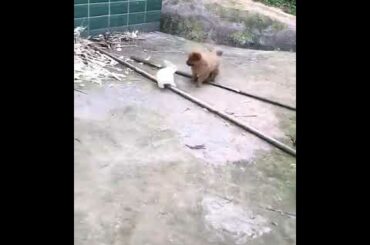 Cute rabbit and dog playing together