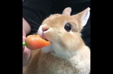 Cute Rabbit eating carrot...