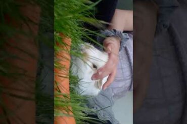 My ADORABL baby rabbits
