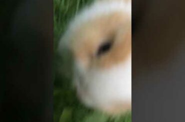 cute rabbit