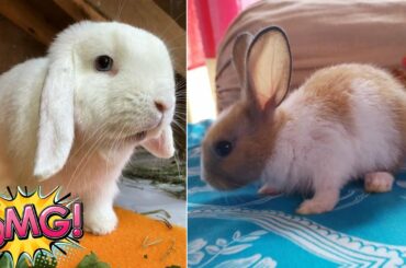 Funny and Cute Baby Bunny Rabbit Videos ! Part-46 ! Animals World