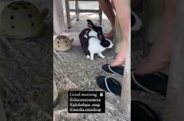 Funny Cute Rabbit Video