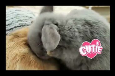 Cute bunny washing face/baby bunny/Sam Family