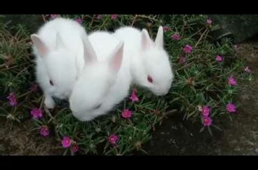 Cute Rabbit Bunny 🐰🐰🐰🐰🐰