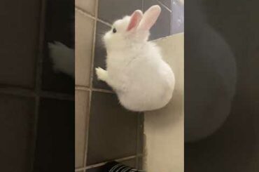 Cute Rabbit