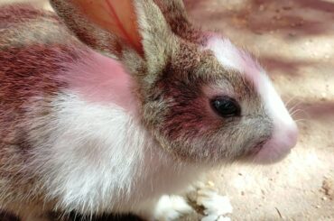 Cute Rabbit