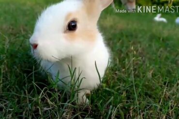 Rabbit babbies
