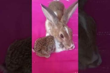 Parent Rabbit carying their young one || Very Cute