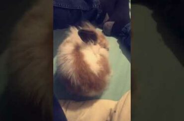 Cute rabbit cleaning itself ❤️ (no sound FYI)