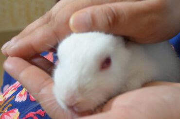 Small Baby Rabbit Enjoying Massage | Baby Bunny Unique Videos #Shortvideos