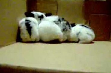 cute rabbits www.extremebeautysupply.com