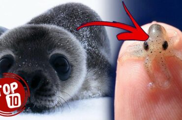 Top 10 Cutest Baby Animals In The World ★ Super Cute Baby Animals