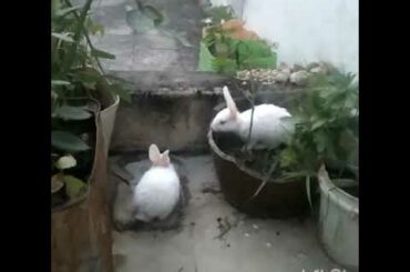Cute rabbits baby
