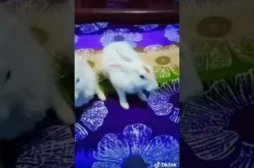 Cute Bunny 😍😍