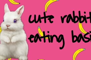 Bunny eats basil ||oscar the cute bunny||#bunny