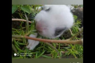 Cute baby bunnies🐰 sooo adorable # love my rabbits _ Mr rabbit🐇
