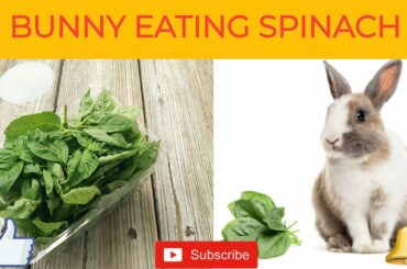 Cute Bunny eating spinach :)