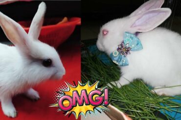 Funny and Cute Baby Bunny Rabbit Videos ! Part-47 ! Animals World