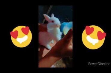 cute baby rabbit eating milk