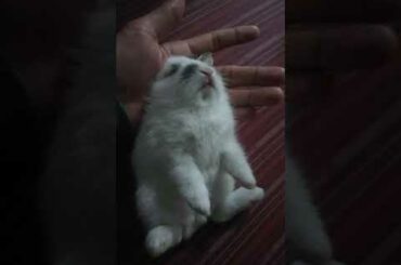 Cute baby Rabbit sleeping