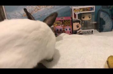 Cute bunnies