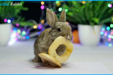 Lovely Baby Rabbit JoJo Eating ASMR Very Happy Letter O