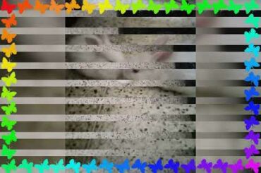 Highlights of my CUTE BUNNIES (Dodo and Toto)