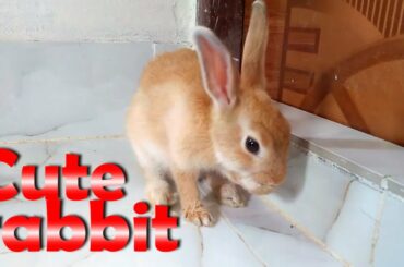 Cute rabbit