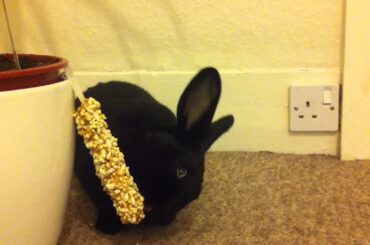 Cute Rabbit Waking Yawning And Eating